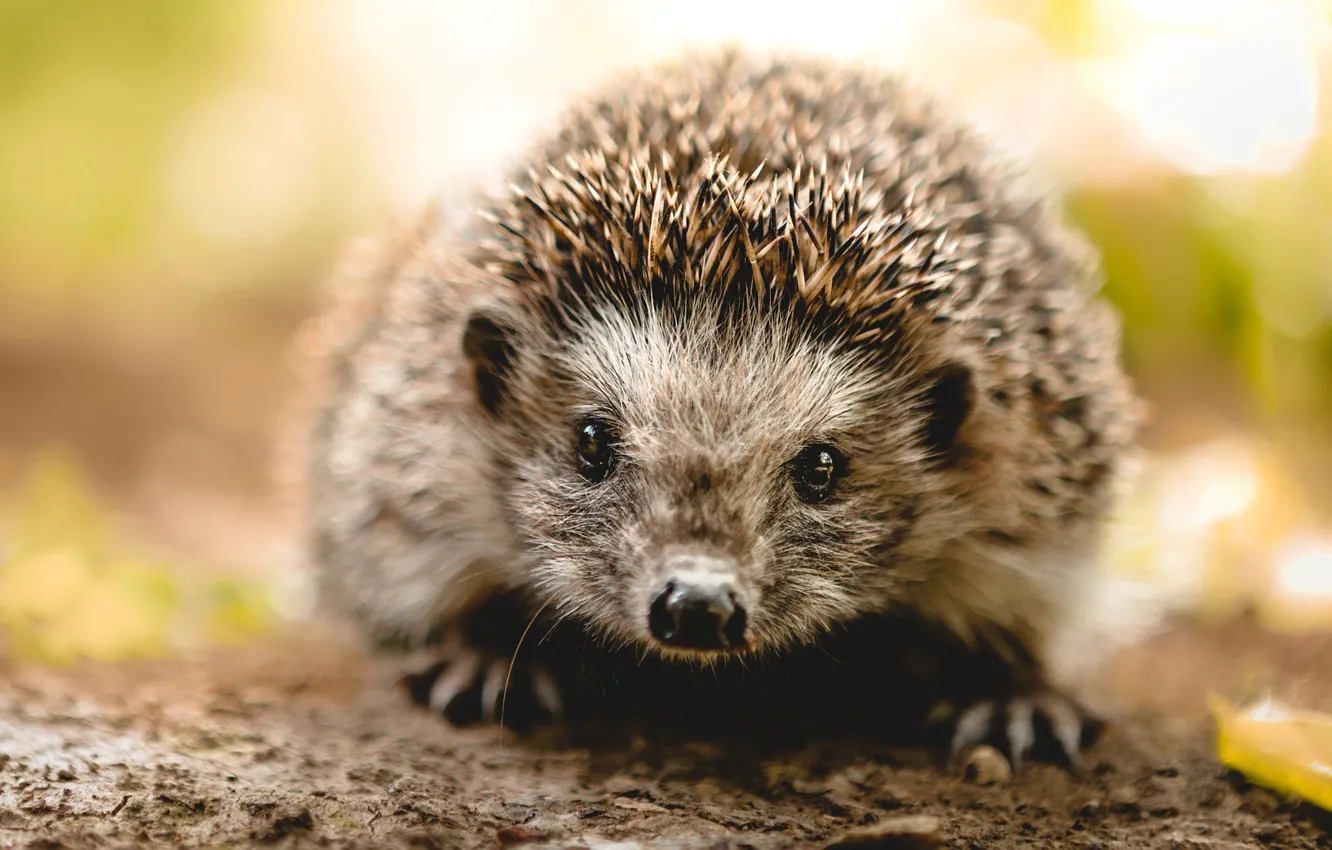Photo wallpaper look, light, needles, background, muzzle, hedgehog, animal, hedgehog