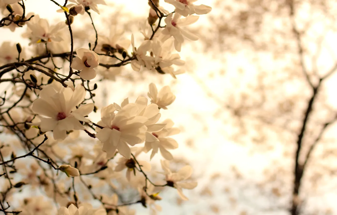 Photo wallpaper white, flowers, branches, nature, background, branch, spring, flowering