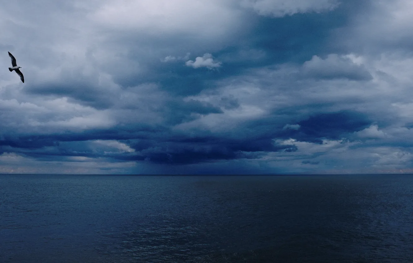 Photo wallpaper sea, seagulls, storm, horizon, gray clouds