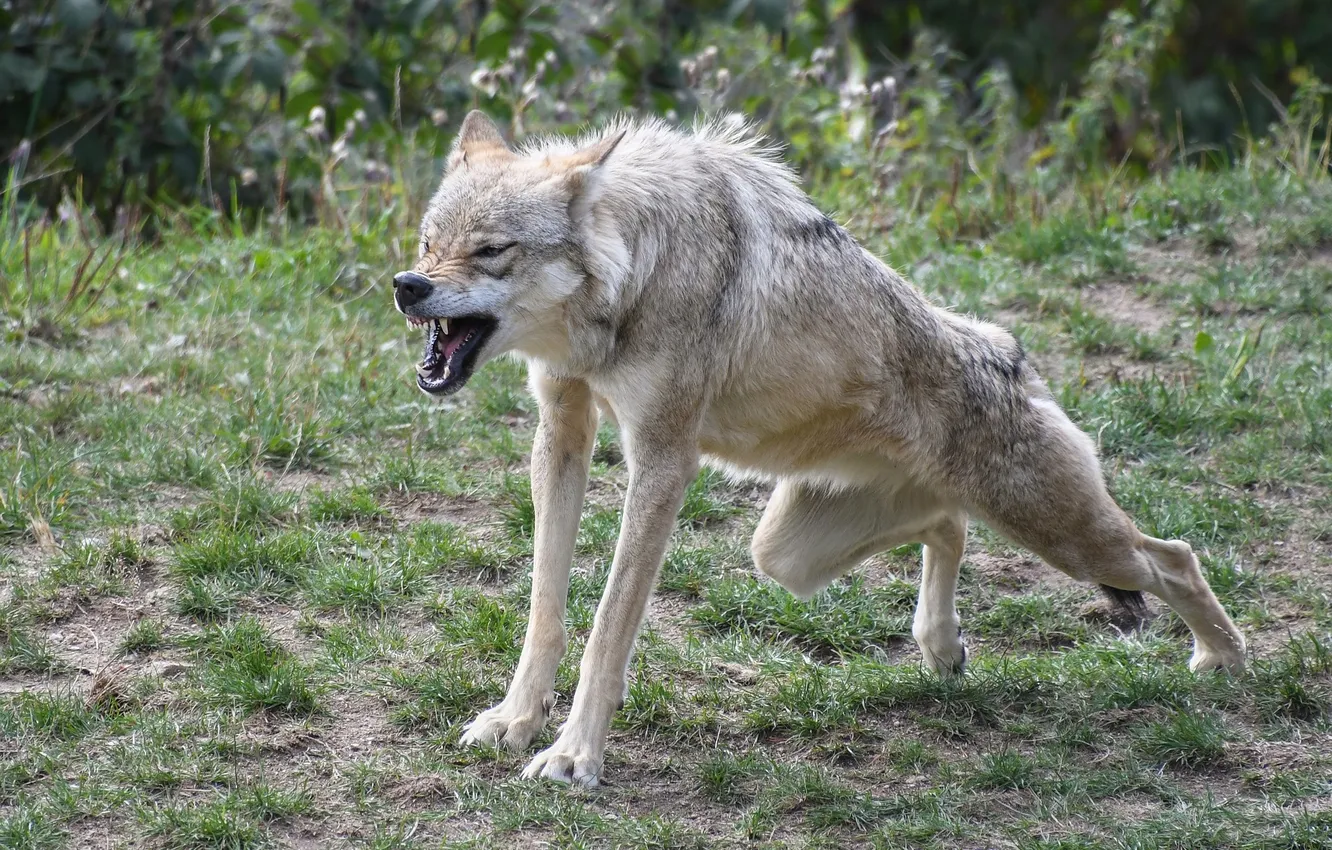 Photo wallpaper Predator, nature, snow, face, animal, wolf, canis lupus, wildlife