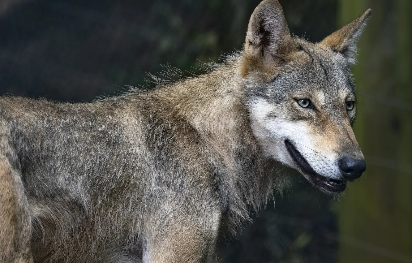 Photo wallpaper fantasy, Predator, nature, art, snow, face, animal, wolf