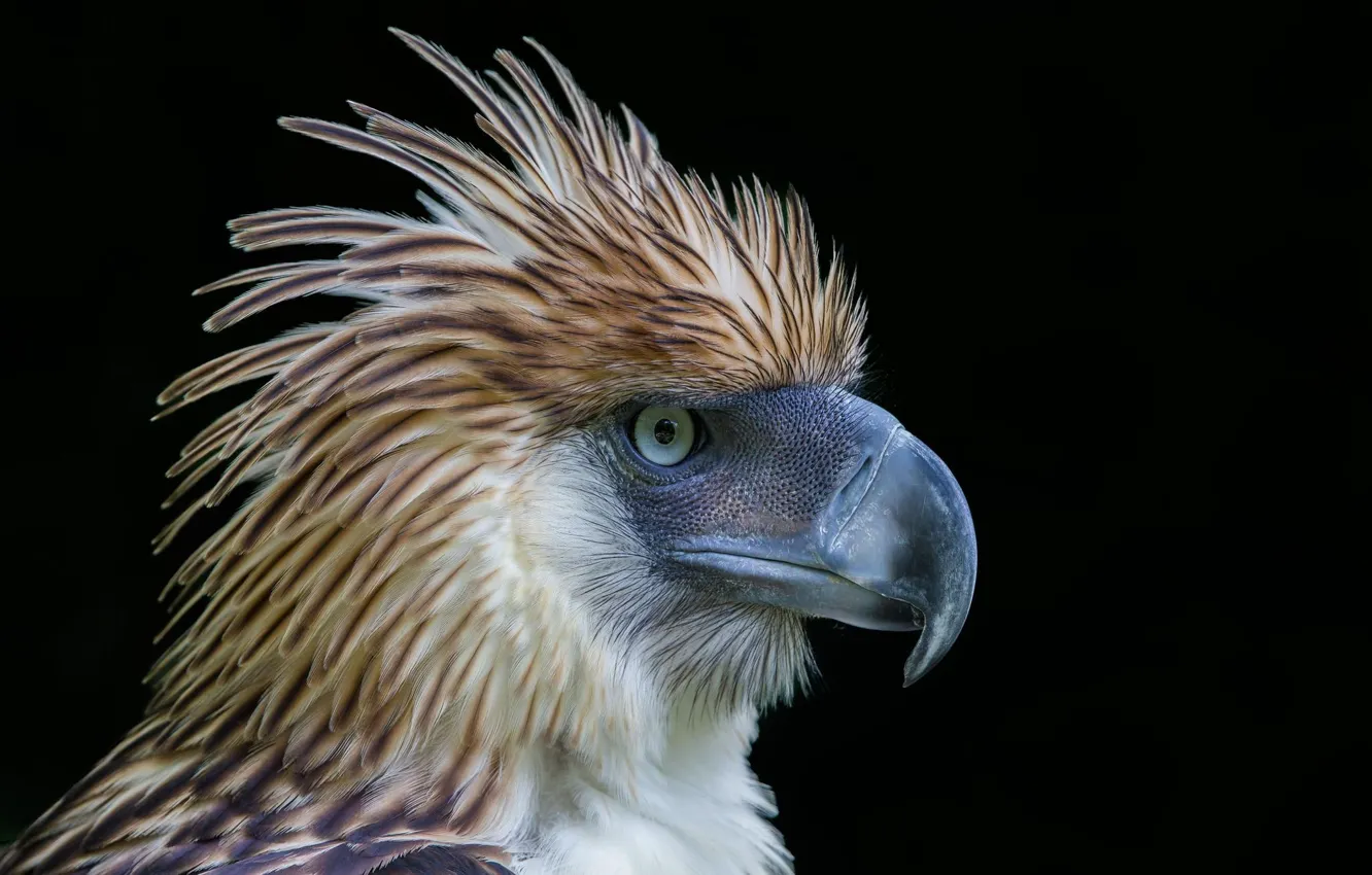 Photo wallpaper bird, large, Philippines, monkey-eating eagle, philippine eagle