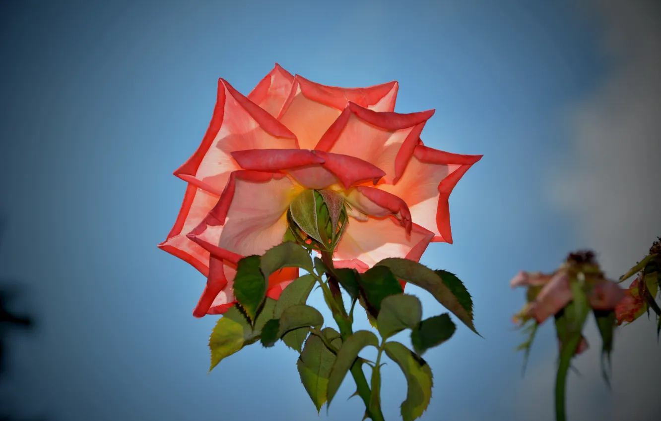 Photo wallpaper Rose, Petals, Rose