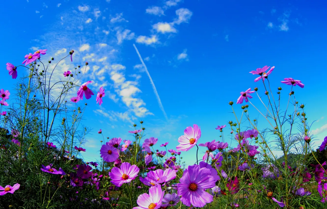 Photo wallpaper photo, Flowers, The sky, Field