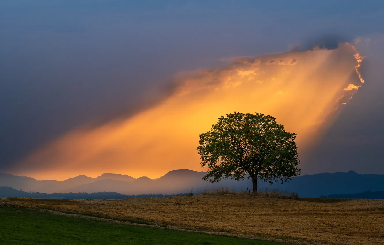 Photo wallpaper field, the sky, light, trees, landscape, clouds, nature
