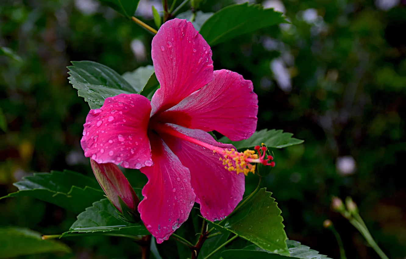 Photo wallpaper flower, leaves, water, drops, nature, hibiscus