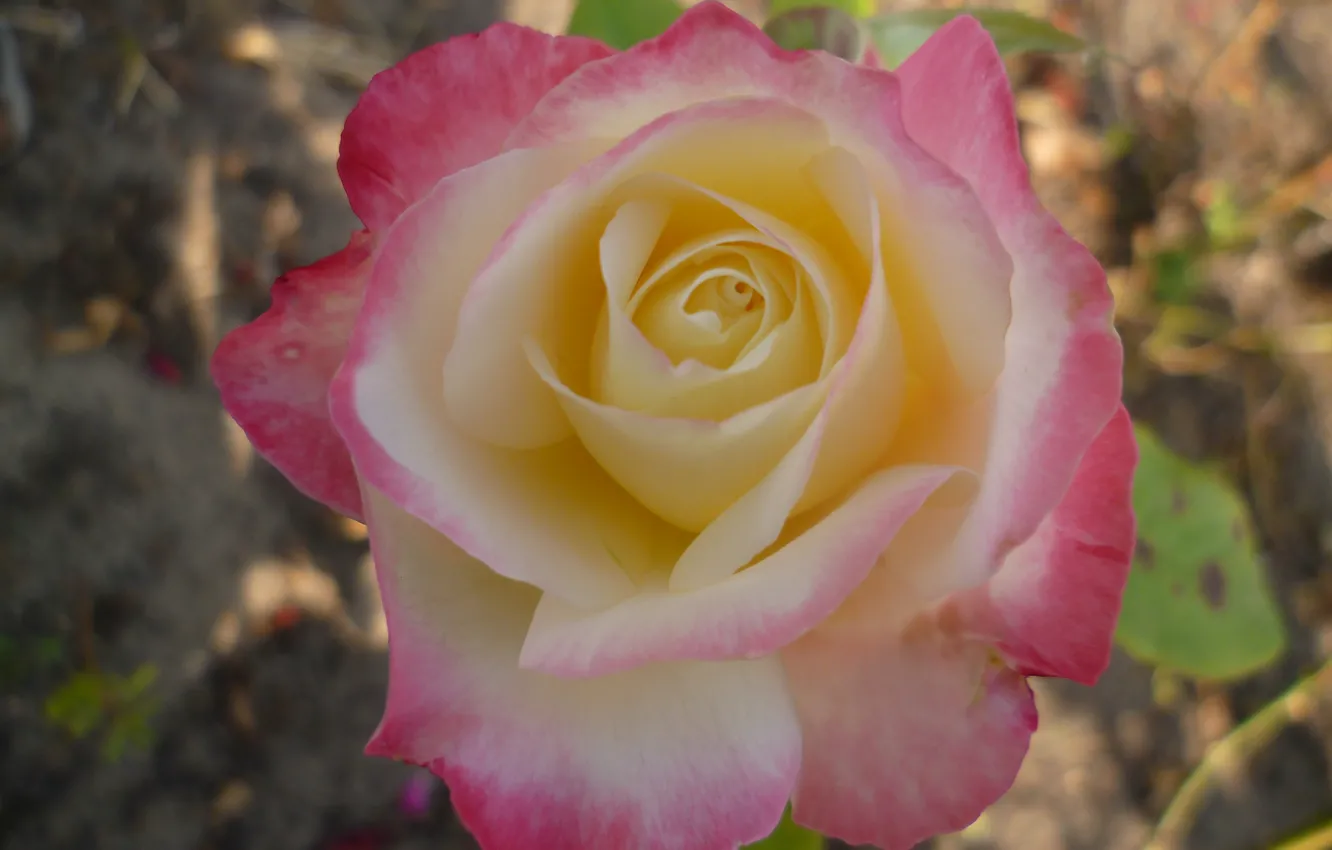 Photo wallpaper autumn, macro, flowers, roses, garden, Belarus