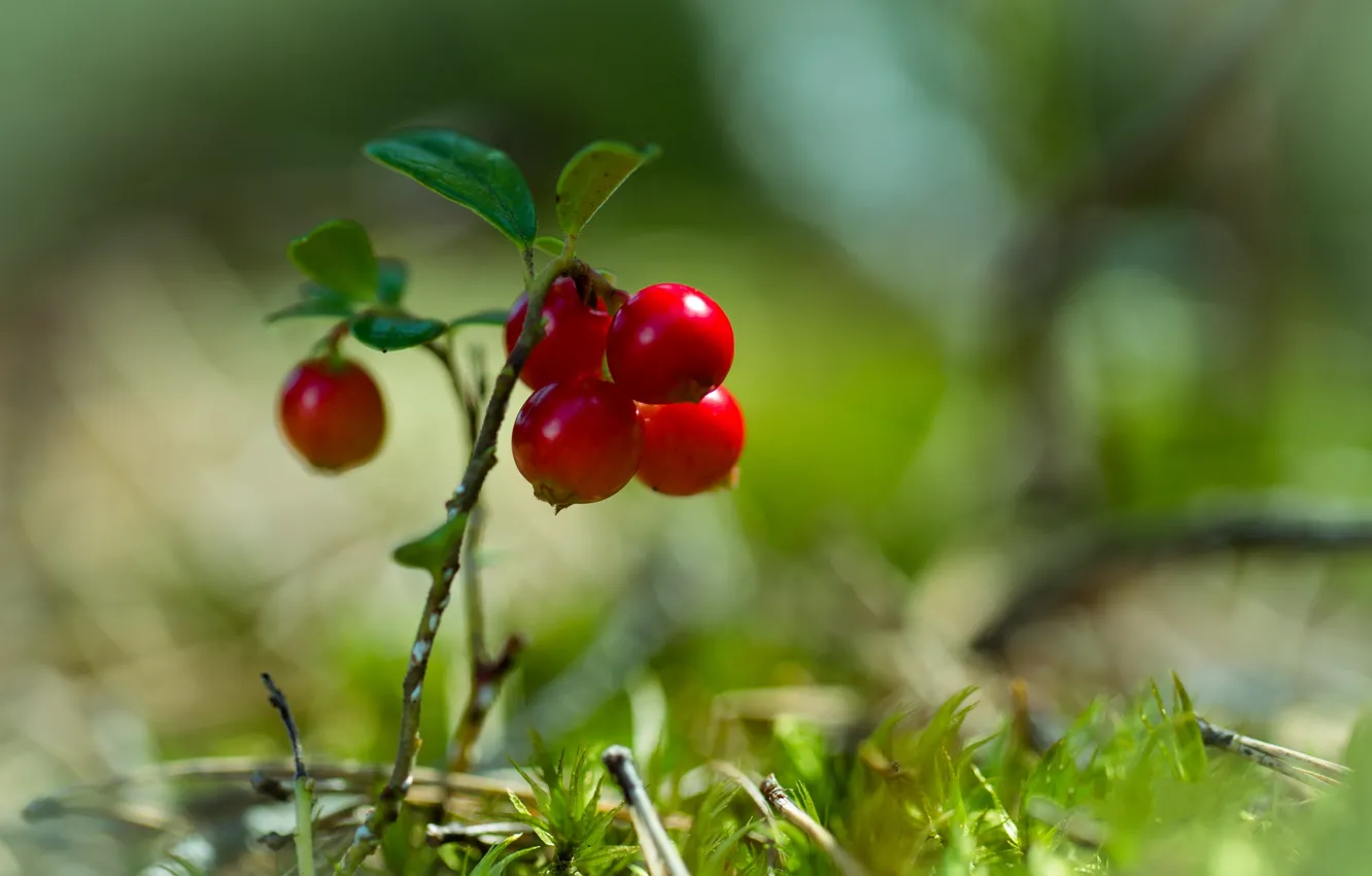 Photo wallpaper grass, berries, moss, bokeh, cranberry