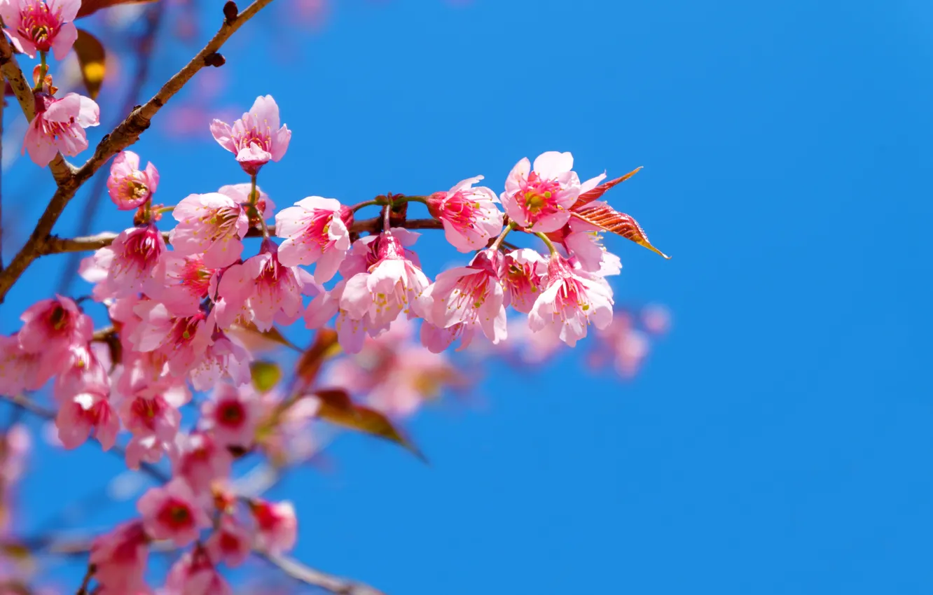 Photo wallpaper the sky, branches, spring, Sakura, flowering, pink, blossom, sakura