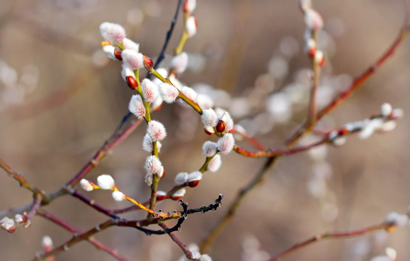 Photo wallpaper light, branches, spring, flowering, kidney, Verba, bokeh