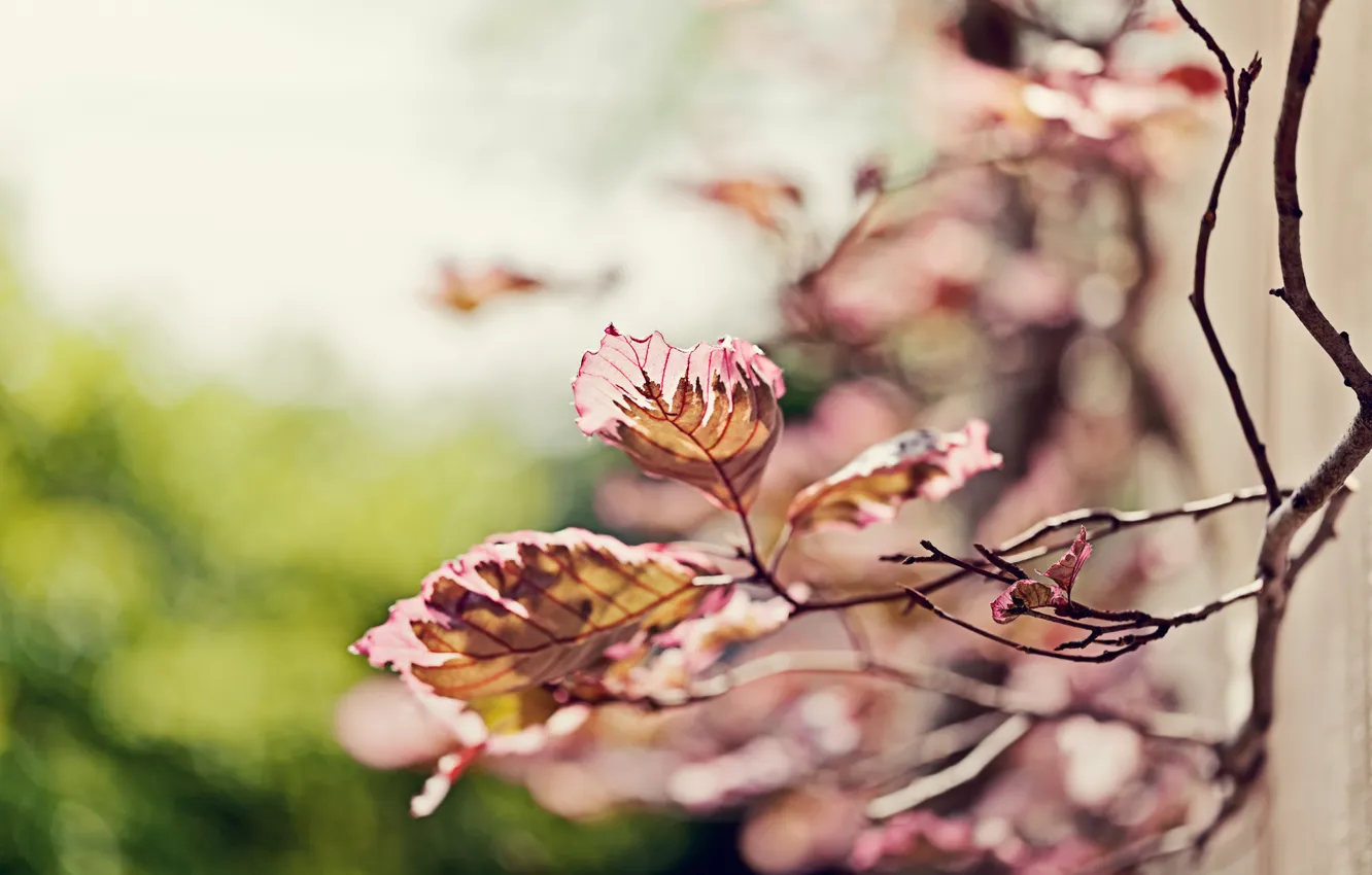 Photo wallpaper leaves, branches, nature, sprig, focus, blur, bokeh