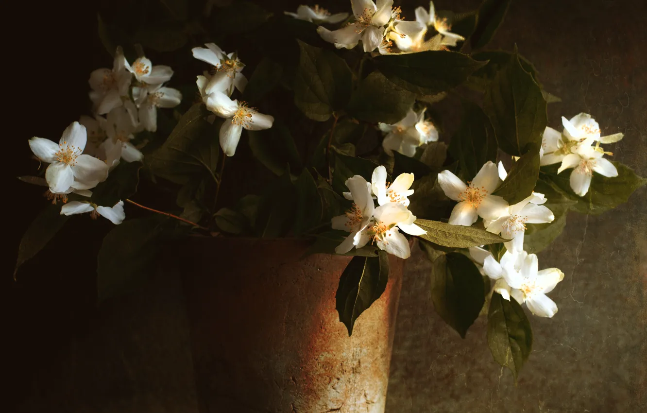 Photo wallpaper light, the dark background, pot, Jasmine