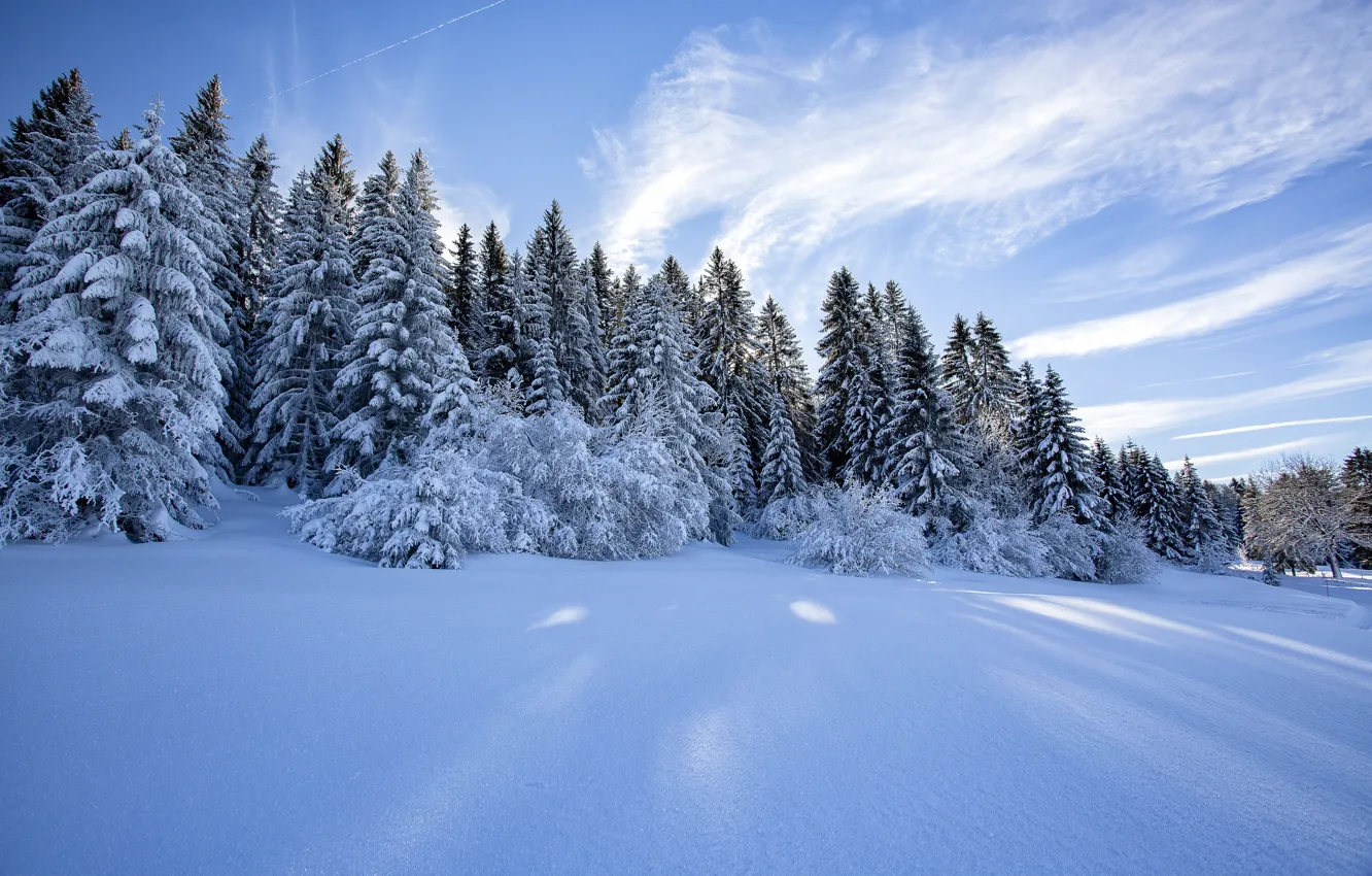 Photo wallpaper winter, frost, field, forest, clouds, snow, trees, blue
