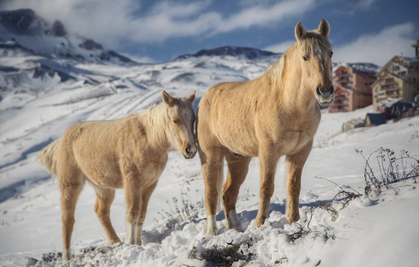 Photo wallpaper winter, snow, mountains, horse, Andes