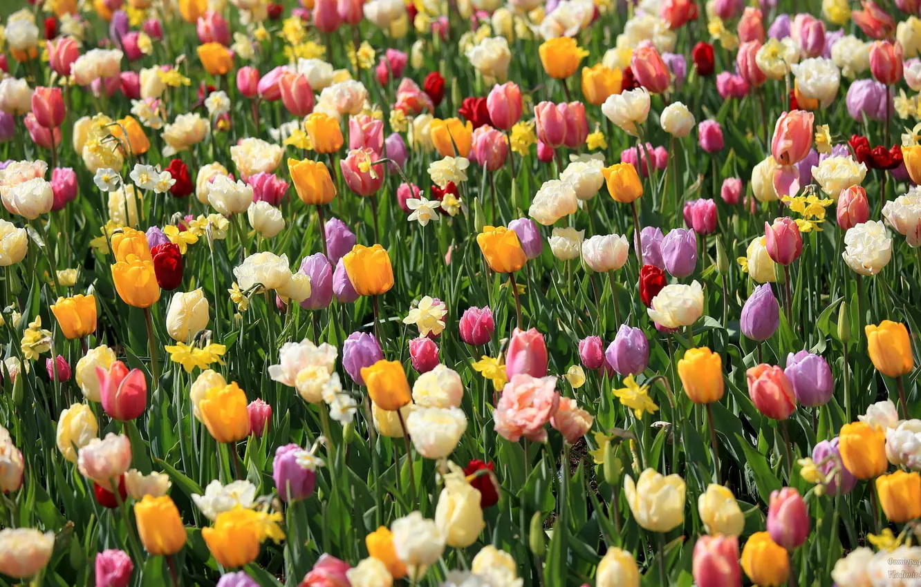 Photo wallpaper summer, flowers, Keukenhof garden