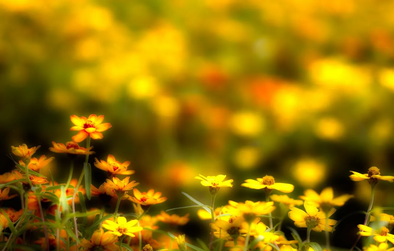 Photo wallpaper field, macro, photo, chamomile, meadow