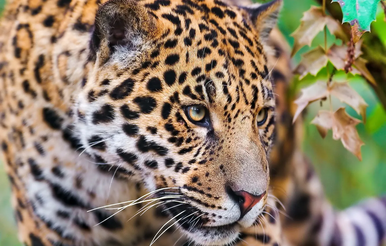 Photo wallpaper face, predator, Jaguar, looks, sneaks, Wallpaper 4x3