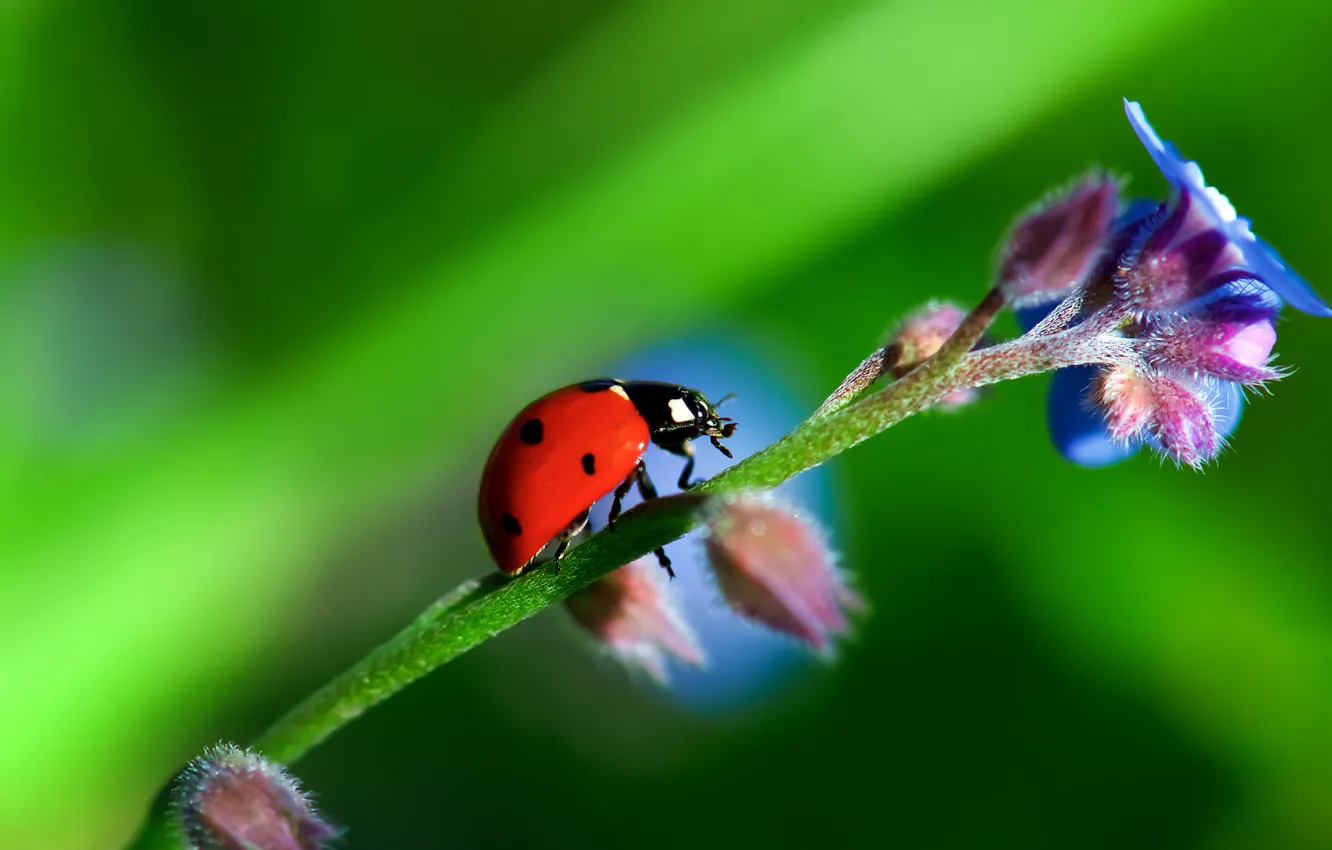 Photo wallpaper flower, nature, plant, ladybug, beetle, stem, insect