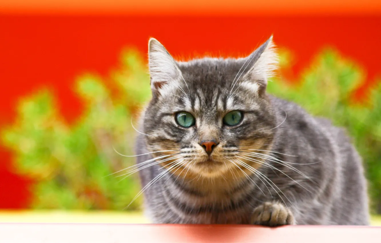 Photo wallpaper cat, mustache, grey, background