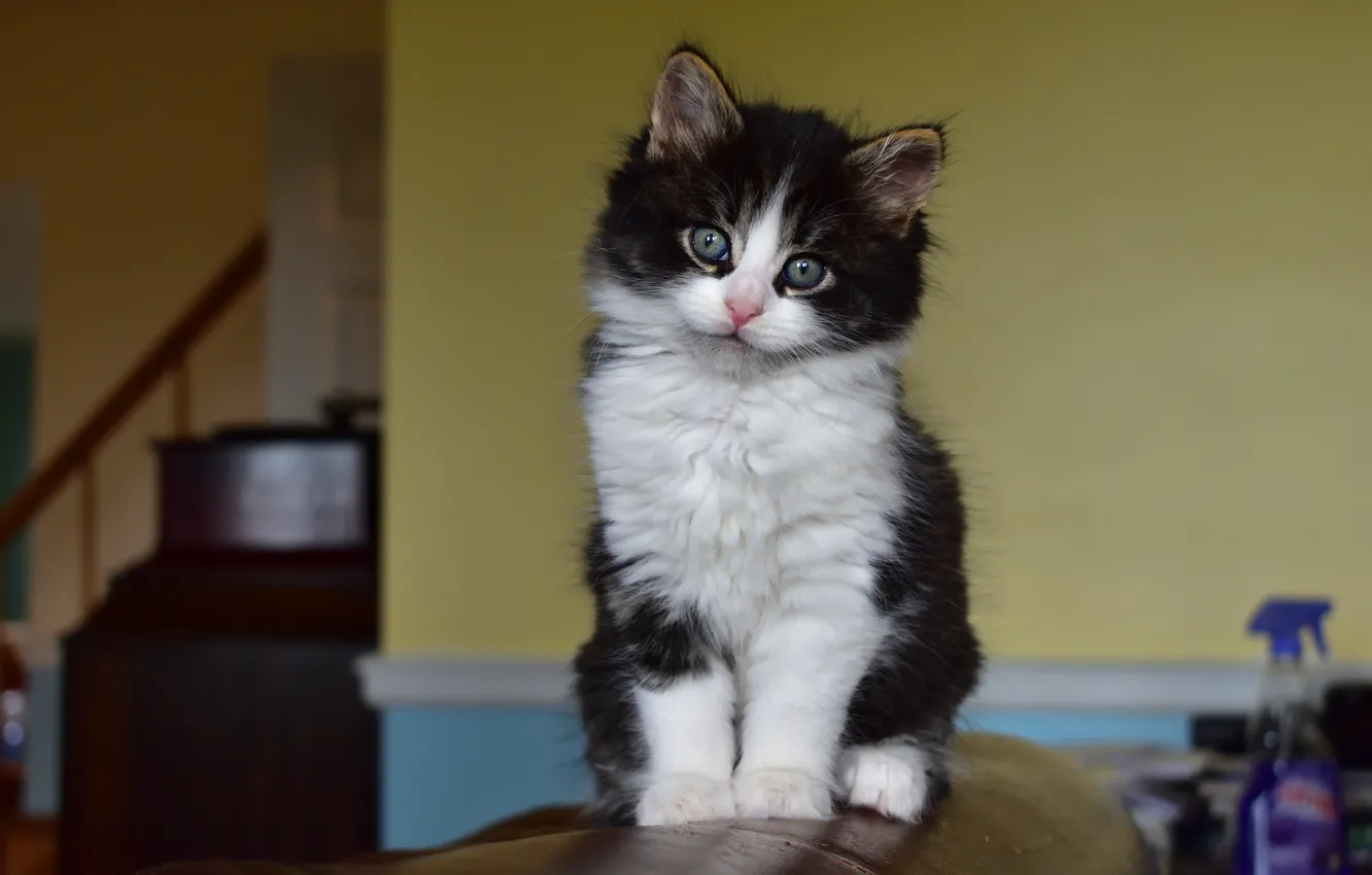 Photo wallpaper cat, look, comfort, background, sofa, wall, sweetheart, furniture