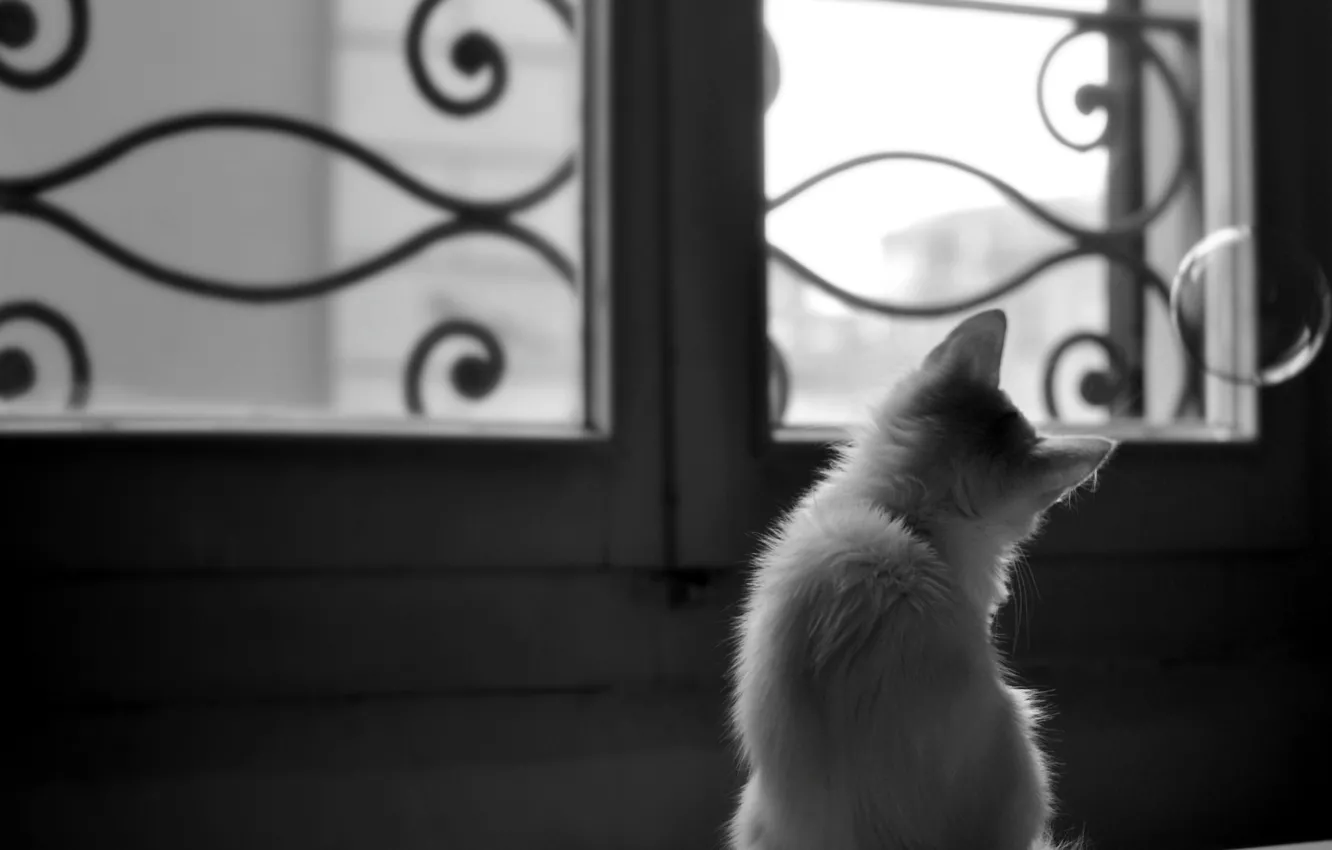 Photo wallpaper kitty, animal, window, bubble, curiosity, grid