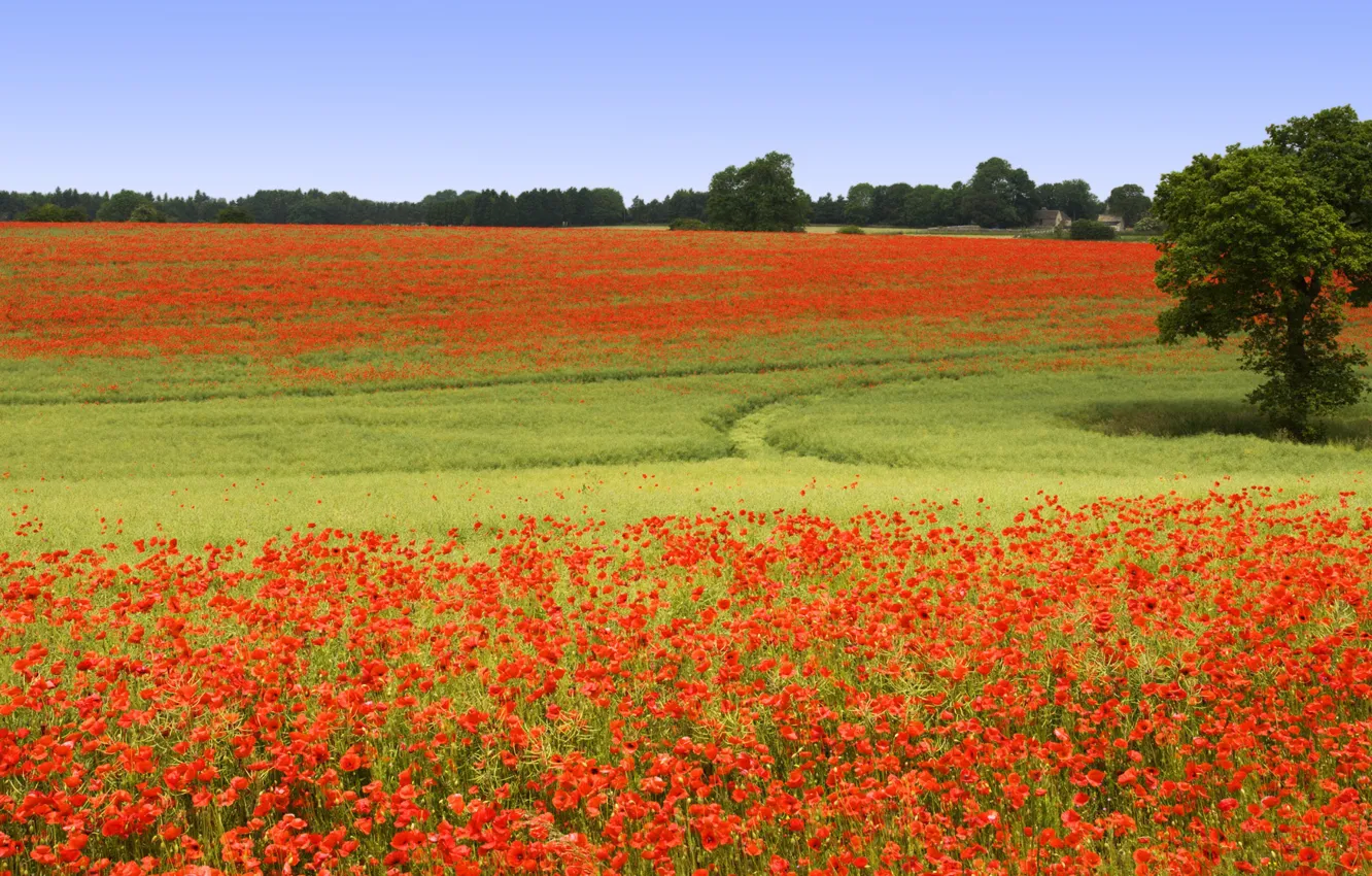 Photo wallpaper field, summer, the sky, trees, flowers, red, blue, Maki