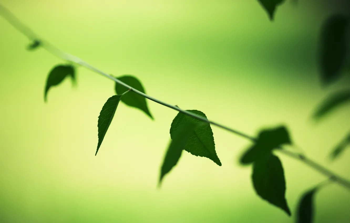 Photo wallpaper greens, leaves, macro, trees, green, background, Wallpaper, vegetation