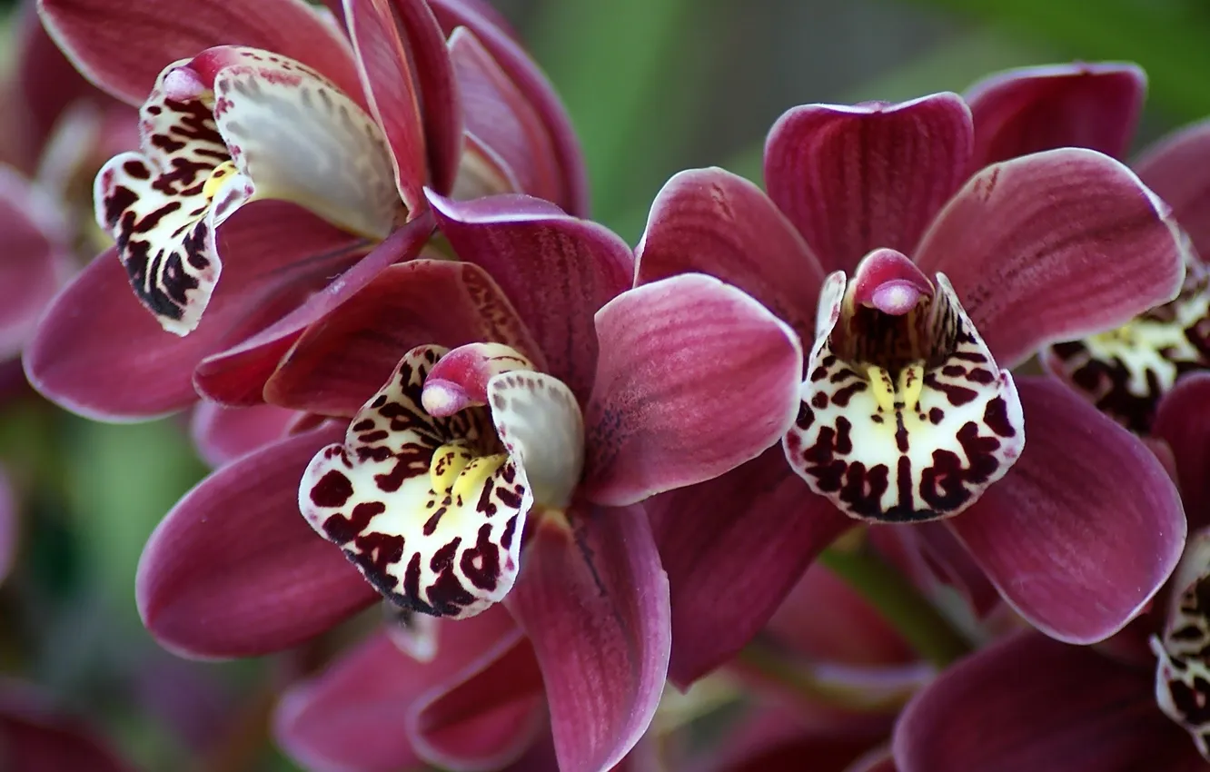 Photo wallpaper flowers, trio, Orchid, purple flowers