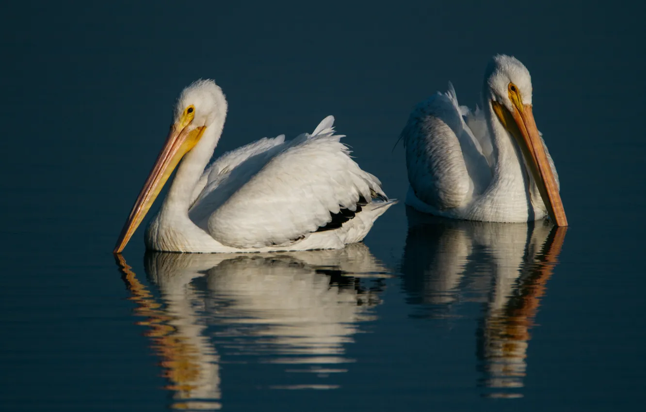 Photo wallpaper water, birds, reflection, background, two, ruffle, pair, white