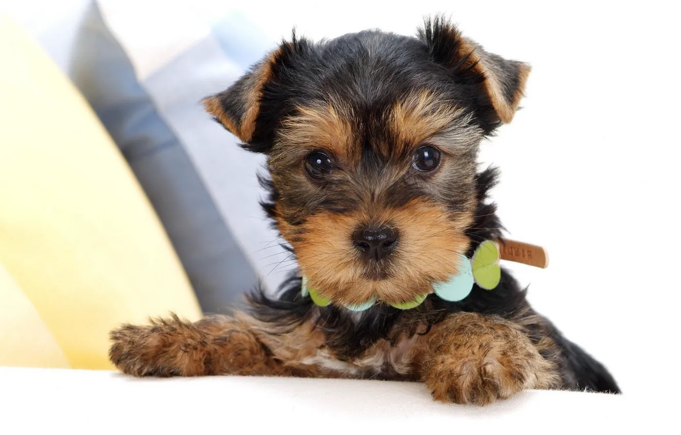 Photo wallpaper face, puppy, collar, Yorkshire Terrier