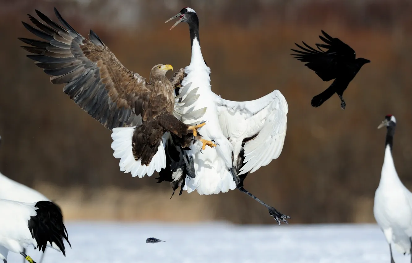 Photo wallpaper Japan, bald eagle, cranes, CIA Mura