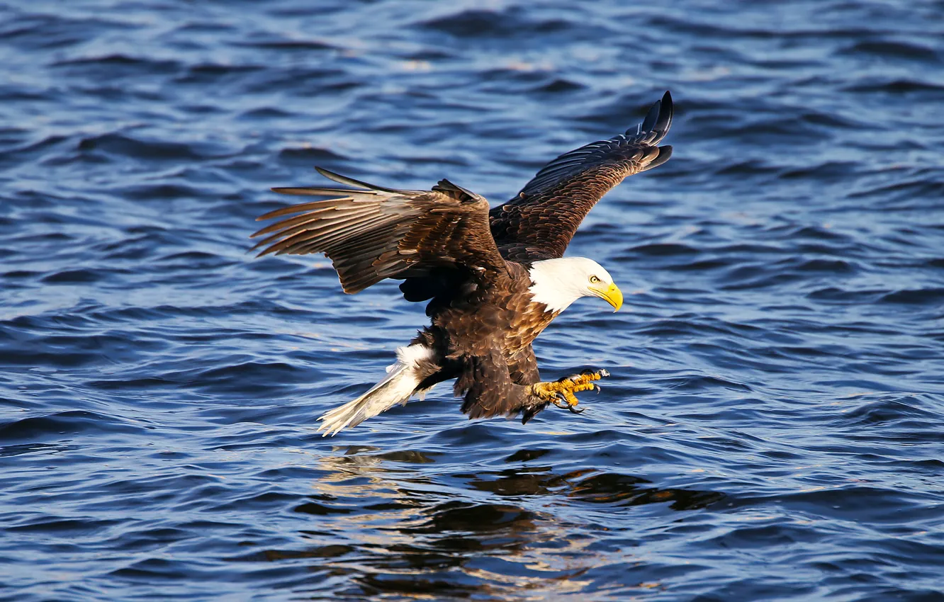 Photo wallpaper water, flight, animal, bird, wings, claws, American eagle