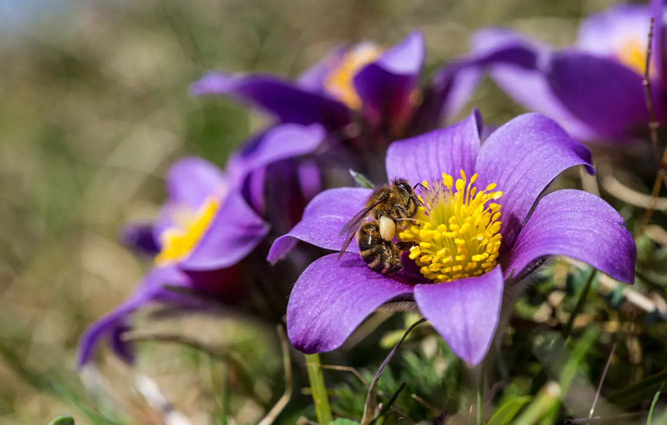 Photo wallpaper macro, bee, spring, anemone