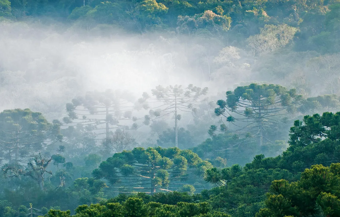 Photo wallpaper forest, clouds, trees, fog, Brazilian Araucaria