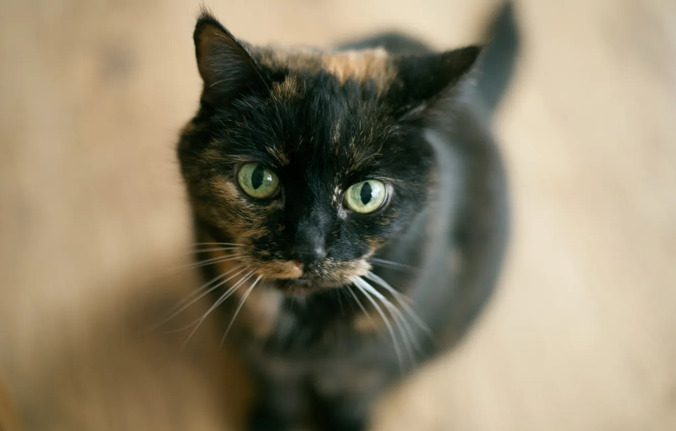 Photo wallpaper cat, look, background