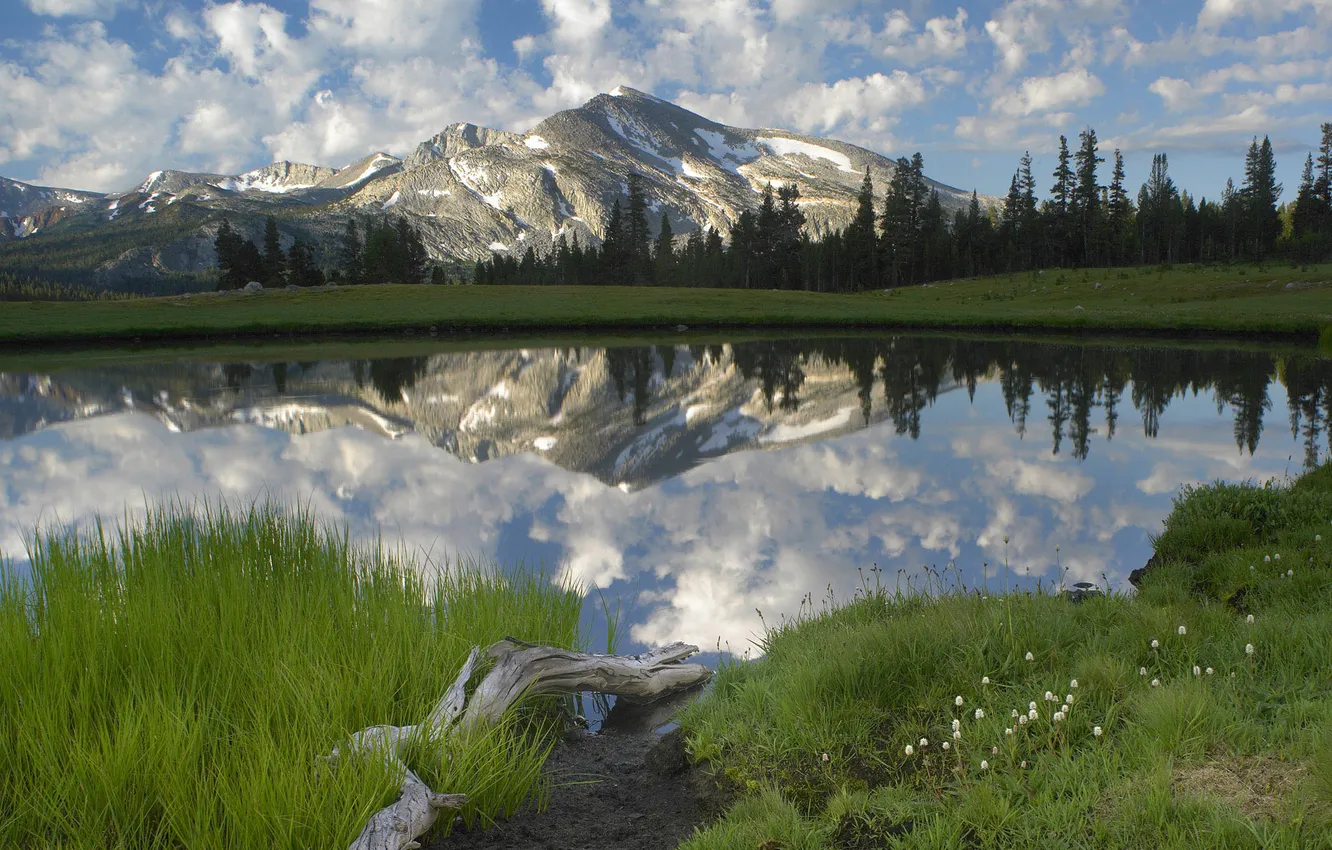 Photo wallpaper forest, grass, water, mountains, lake, snag