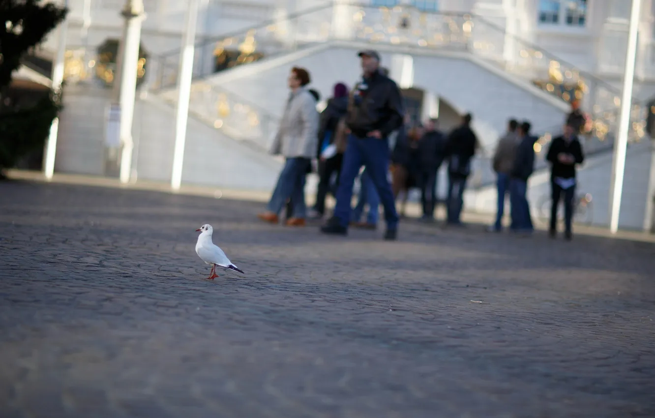 Photo wallpaper the city, bird, street