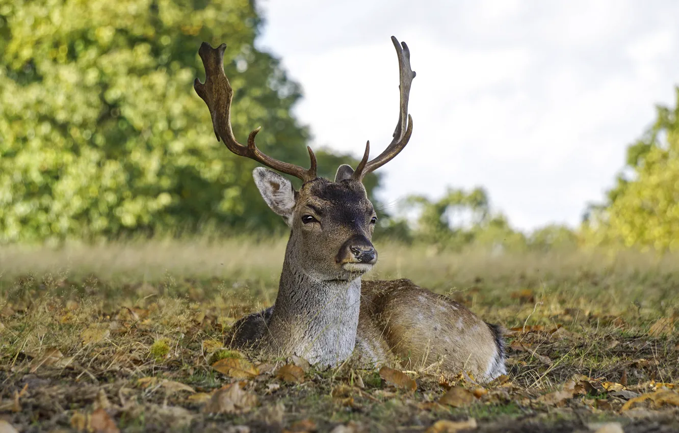 Photo wallpaper autumn, deer, wildlife