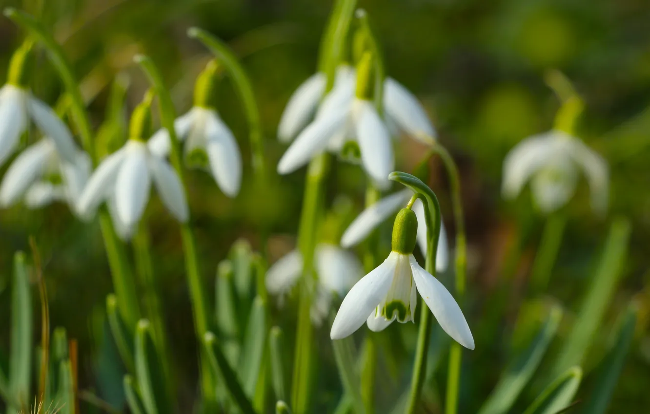 Photo wallpaper white, flower, spring, snowdrop