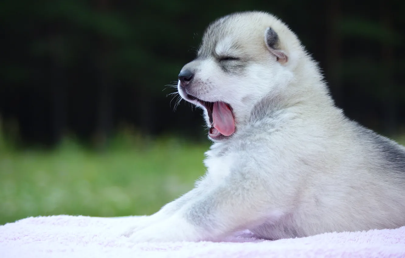 Photo wallpaper dog, puppy, husky, yawn