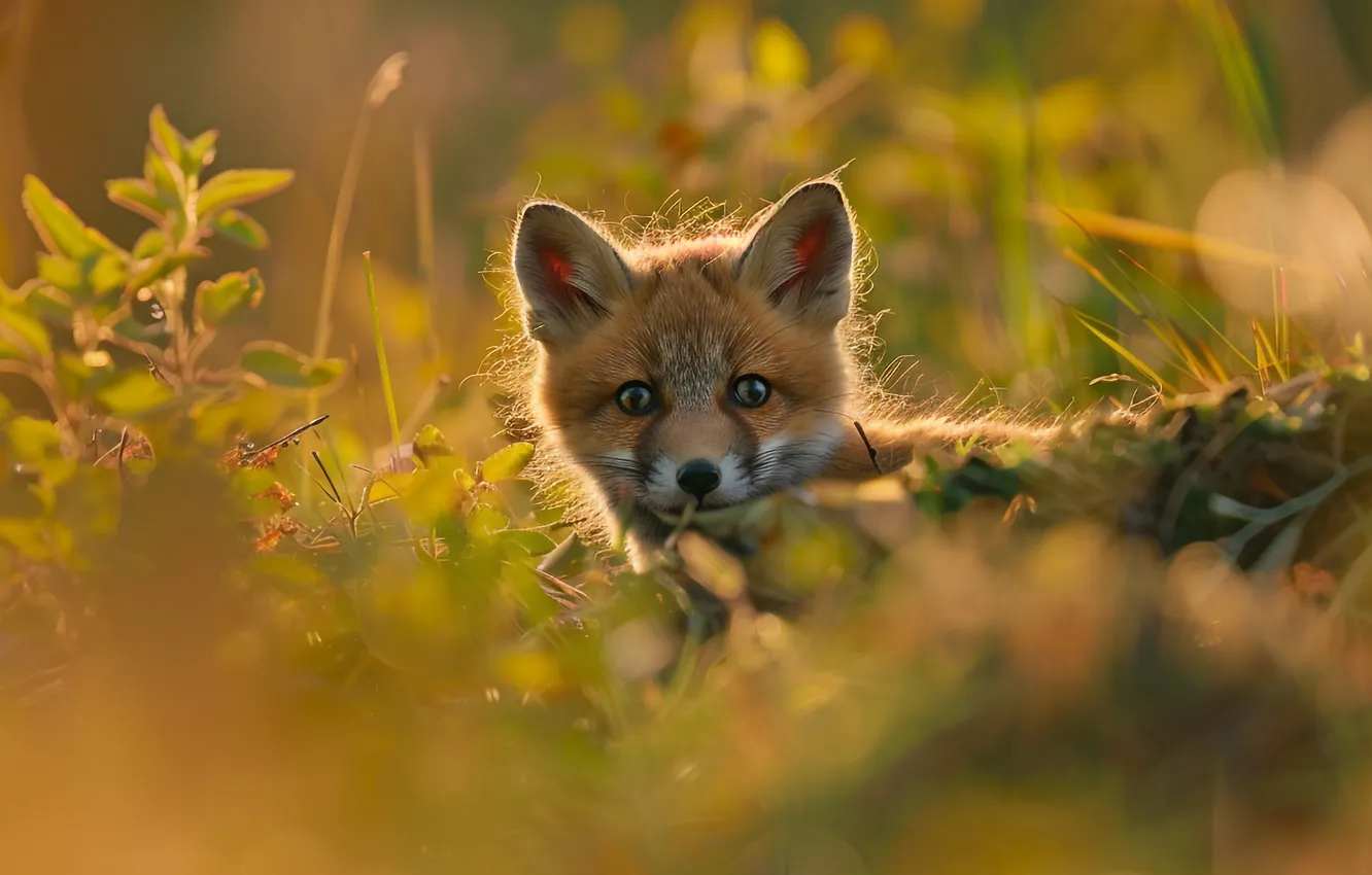 Photo wallpaper look, pose, Fox, face, Fox, AI art, neural network