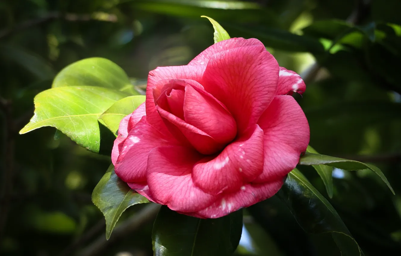 Photo wallpaper the dark background, pink, Camellia