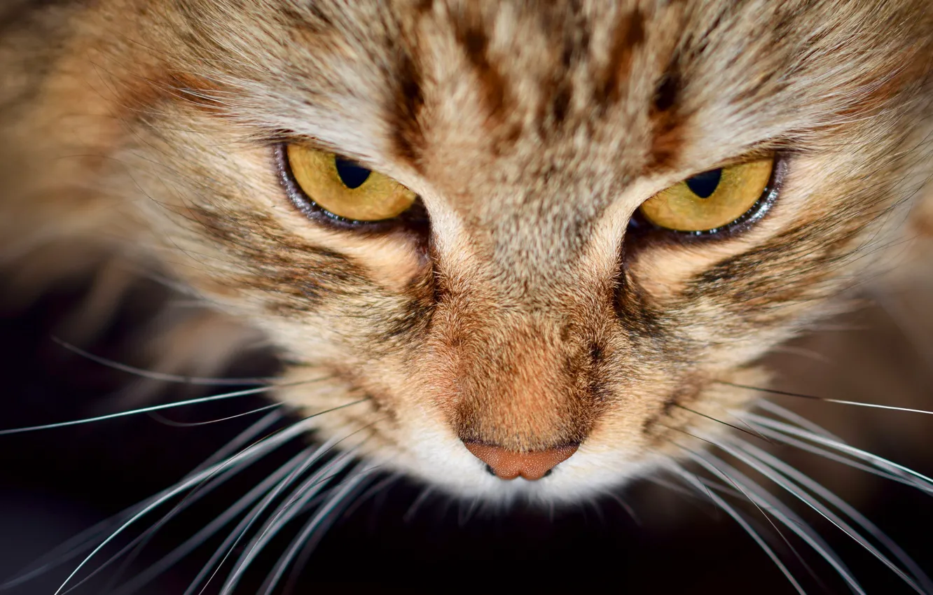 Photo wallpaper cat, eyes, cat, mustache, look, view, bokeh