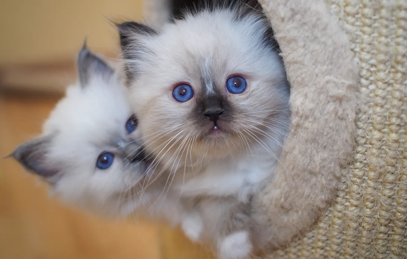 Photo wallpaper cat, look, pose, portrait, legs, baby, fur, kitty