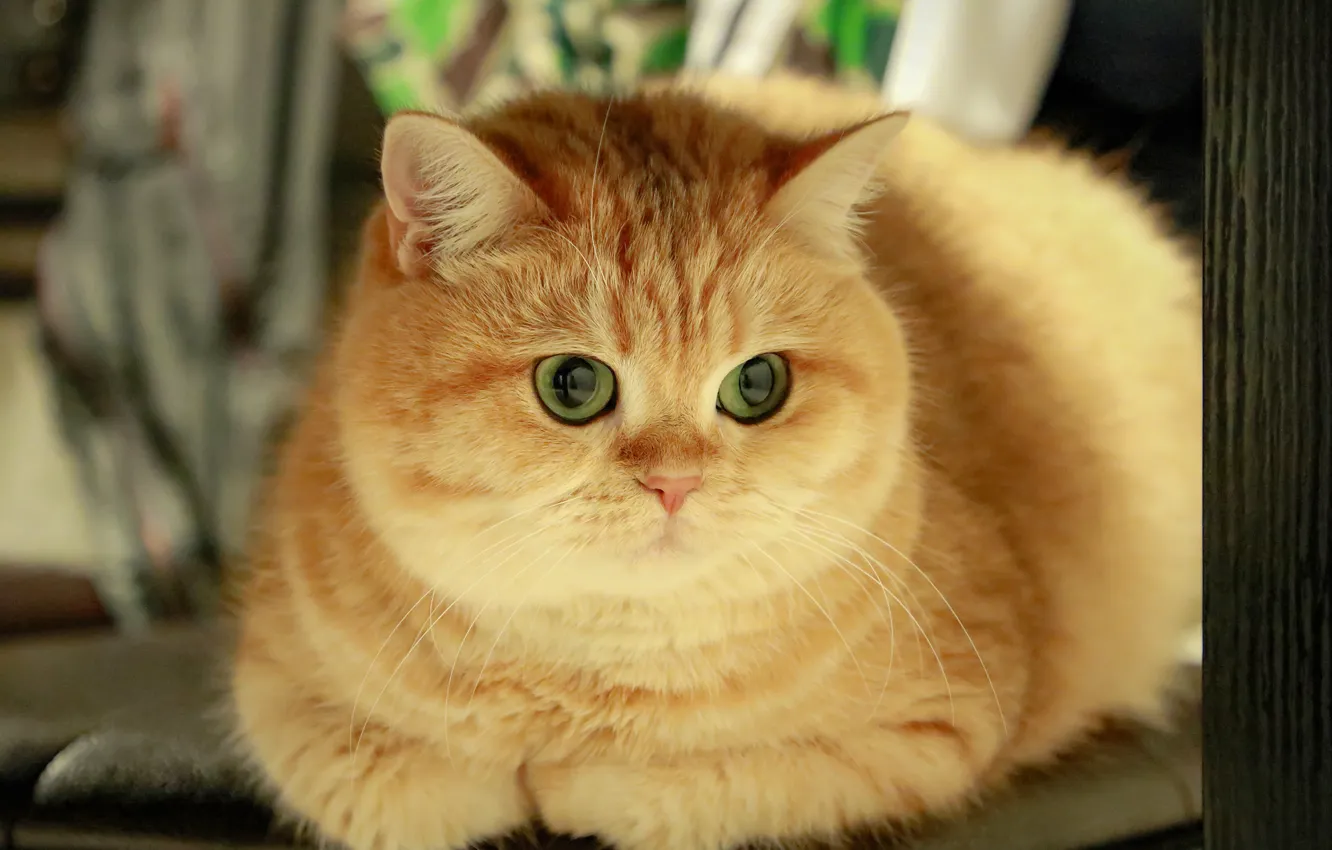 Photo wallpaper cat, cat, look, face, pose, red, cutie, kitty