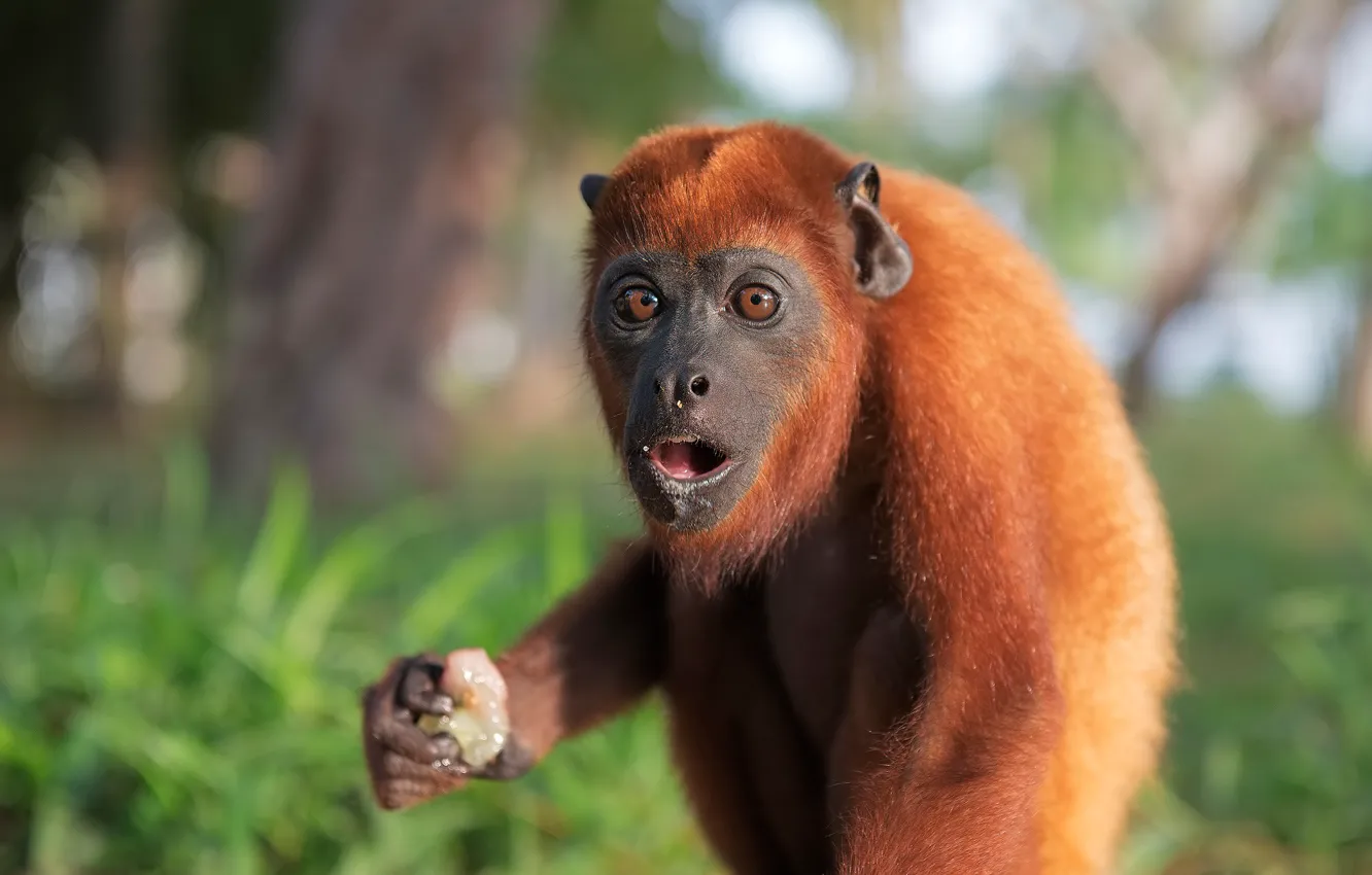 Photo wallpaper face, pose, background, monkey, red, lunch