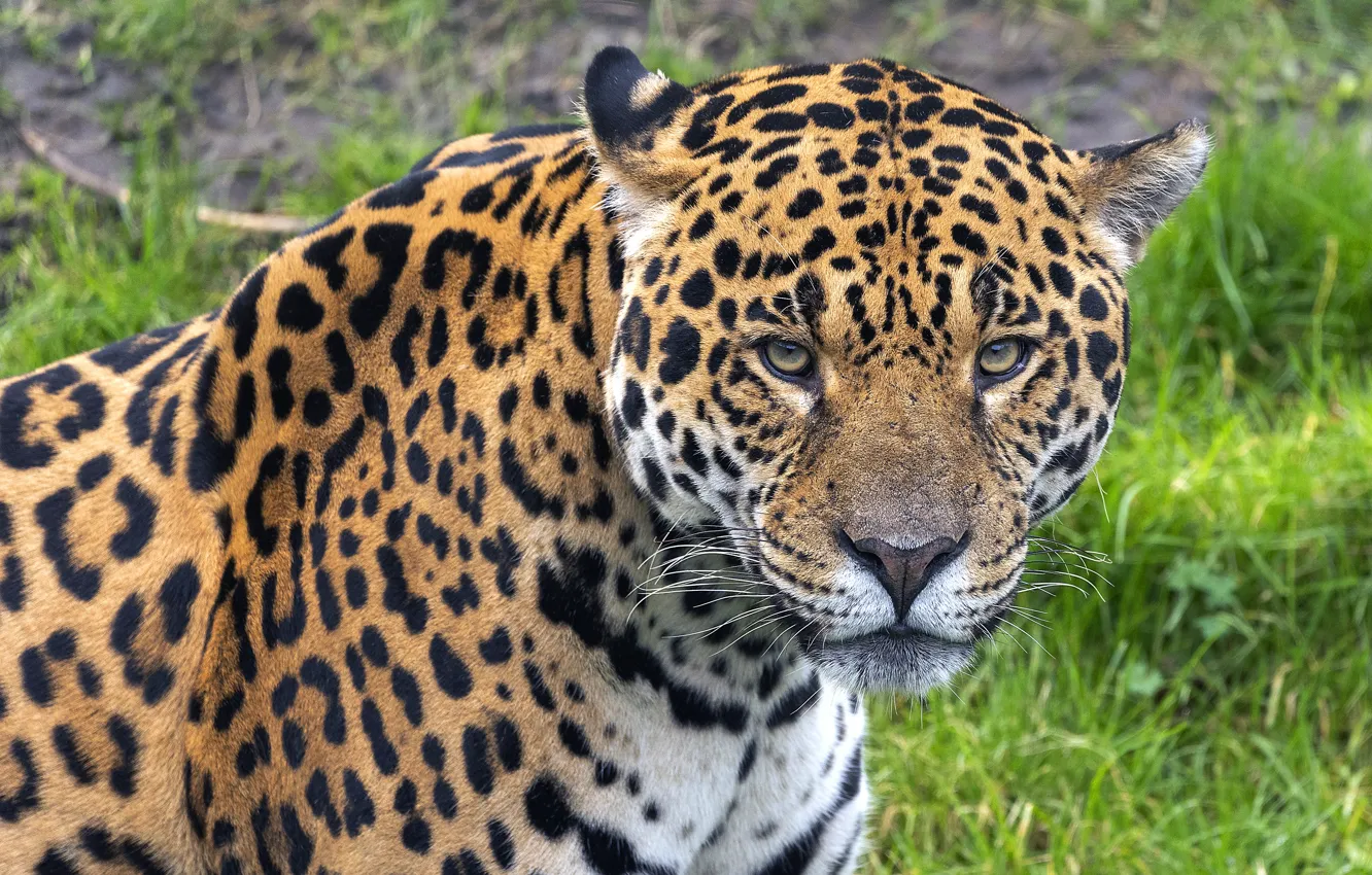Photo wallpaper look, face, nature, portrait, Jaguar