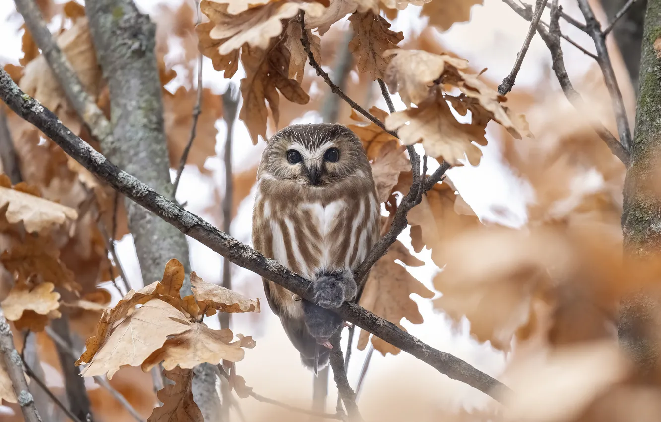 Photo wallpaper autumn, trees, branches, owl, bird, foliage, bokeh, oak