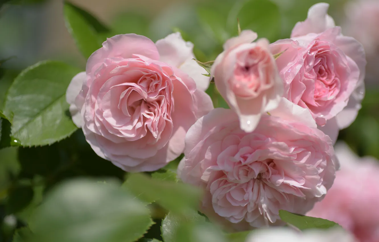 Photo wallpaper tenderness, roses, pink