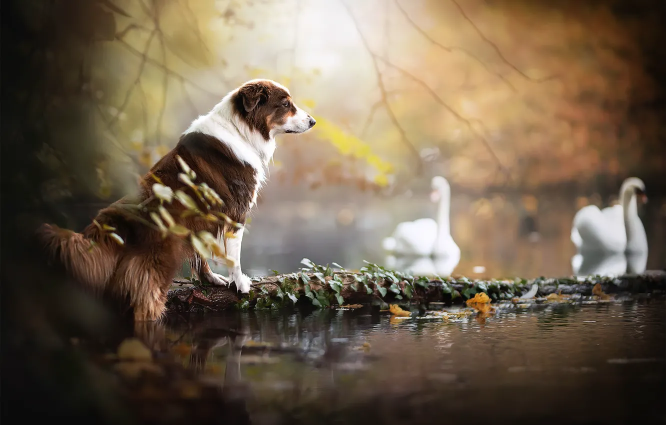 Photo wallpaper lake, dog, swans